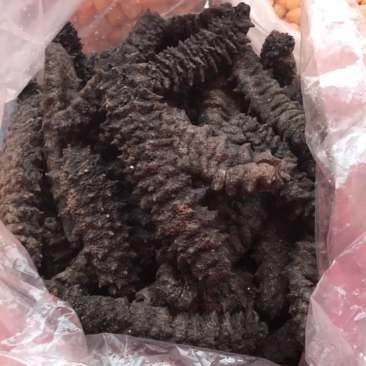 南海刺参