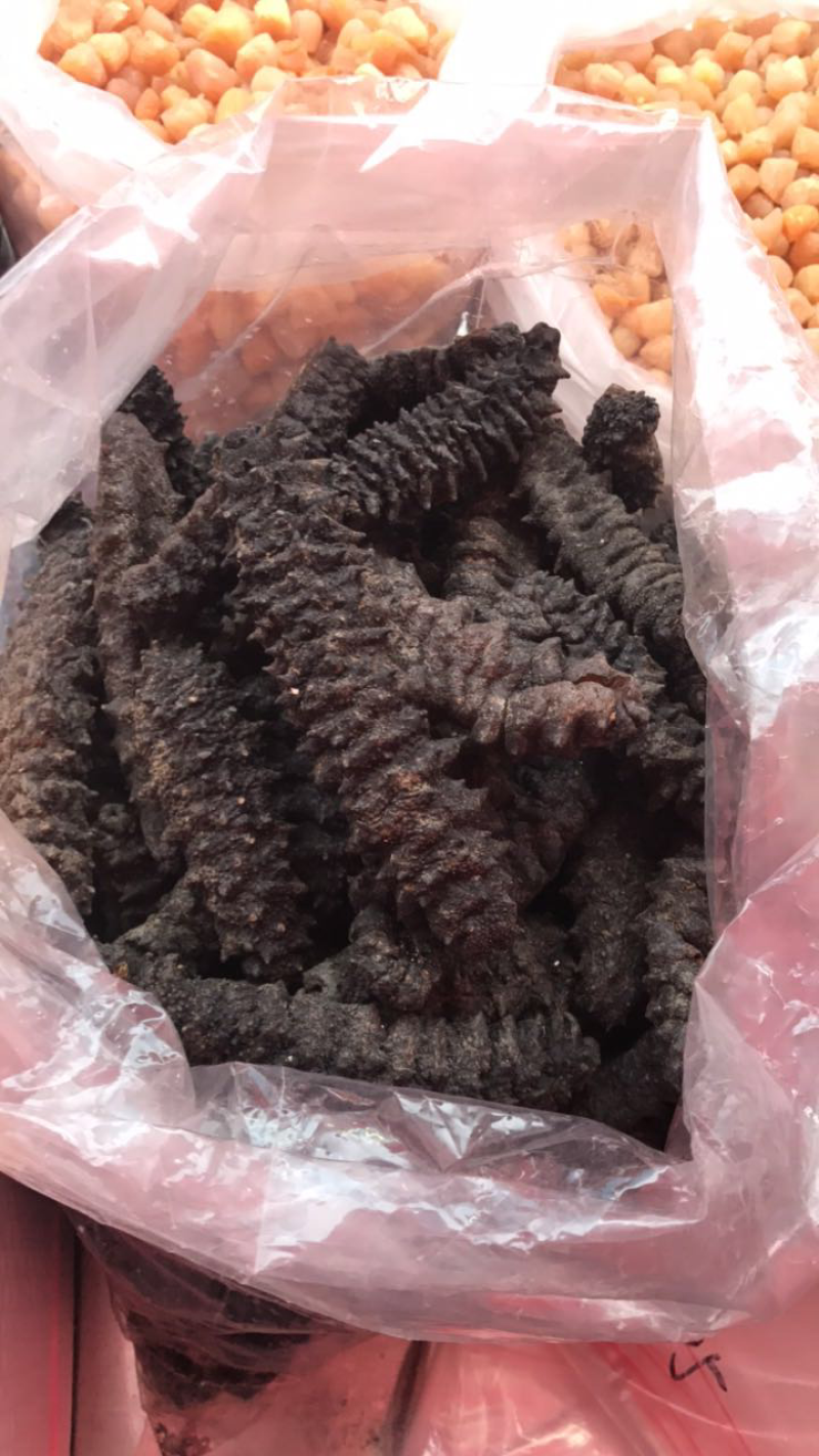 南海刺参