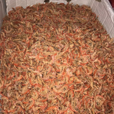 近海对虾皮