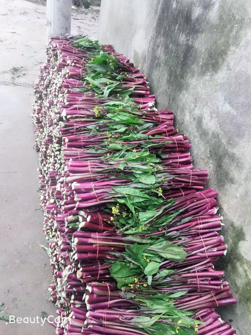 红菜苔20~30厘米