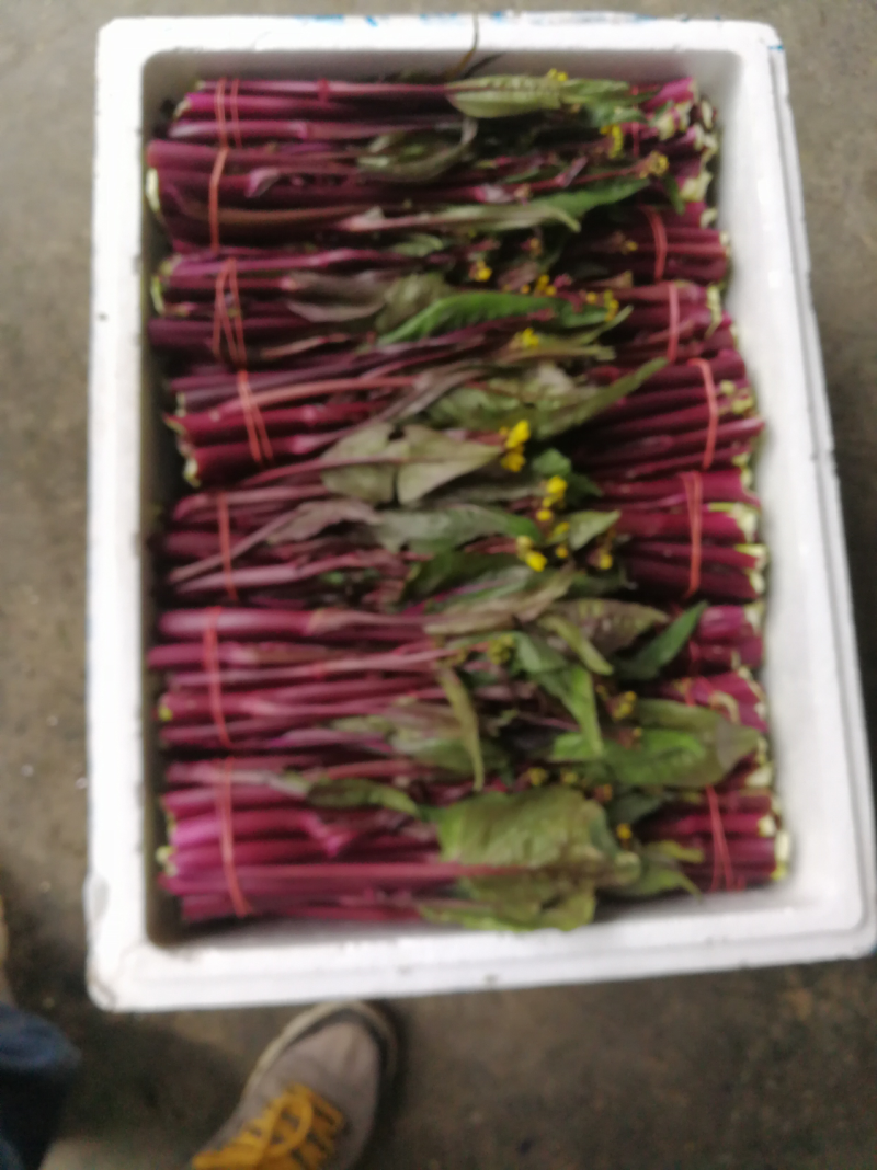 红菜苔20~30厘米