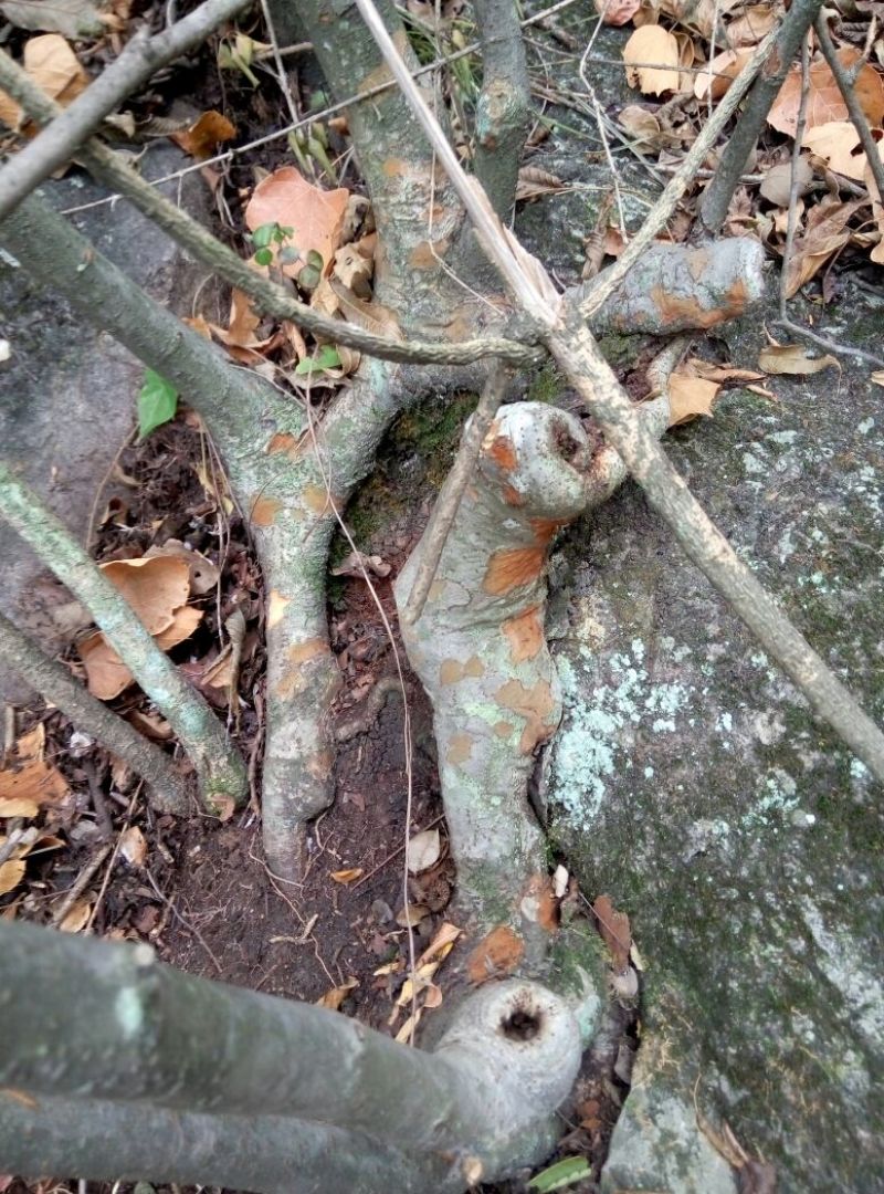 小叶榆树18~20cm4~6cm0.5~1m