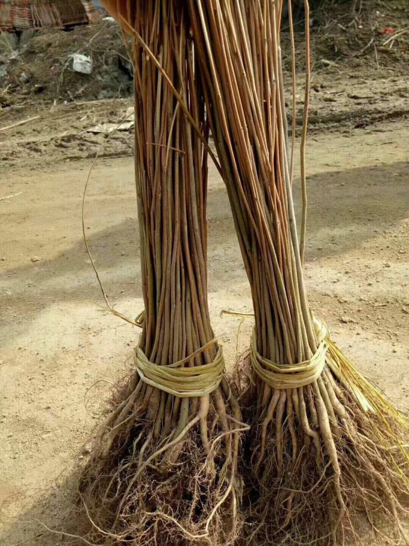 预售白桦树苗桦树苗桦树一年白桦苗白桦种子