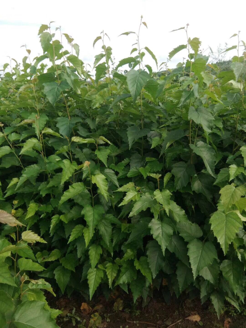 预售白桦树苗桦树苗桦树一年白桦苗白桦种子