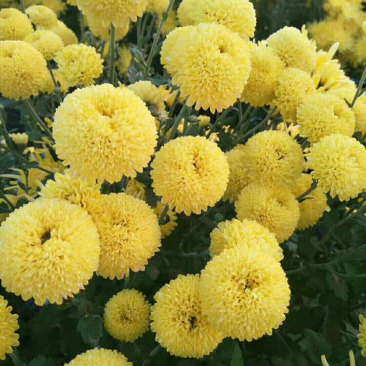 菊花茶