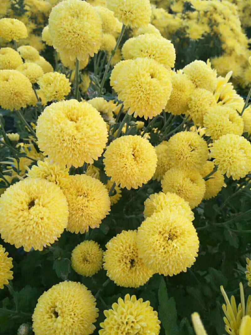 菊花茶