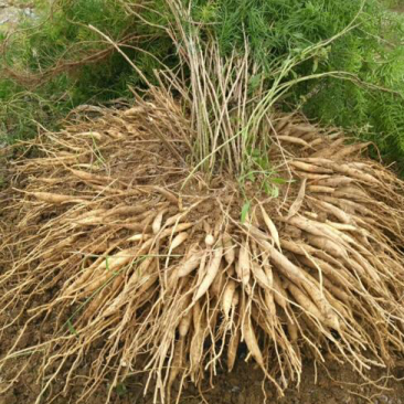 大量供应天冬苗量大从优
