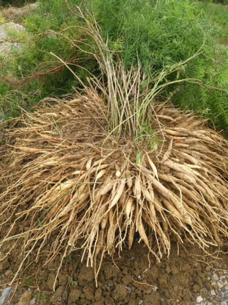 大量供应天冬苗量大从优