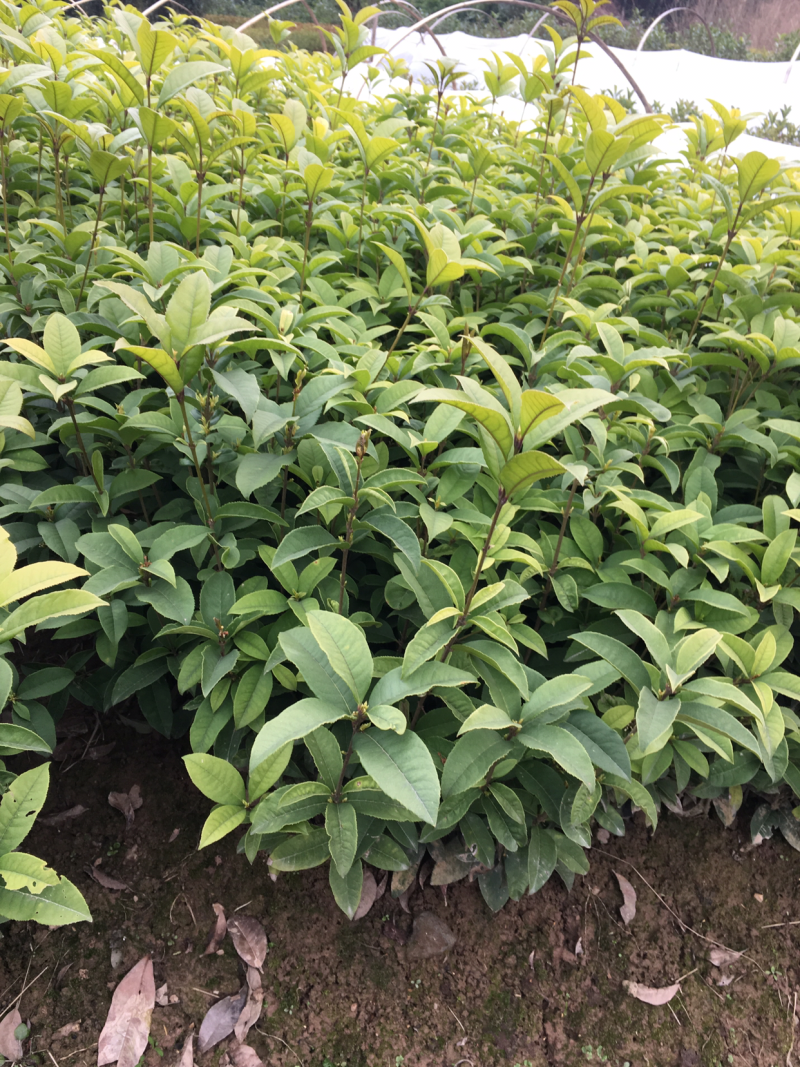 四季桂桂花苗，苗子粗壮，根系发达。