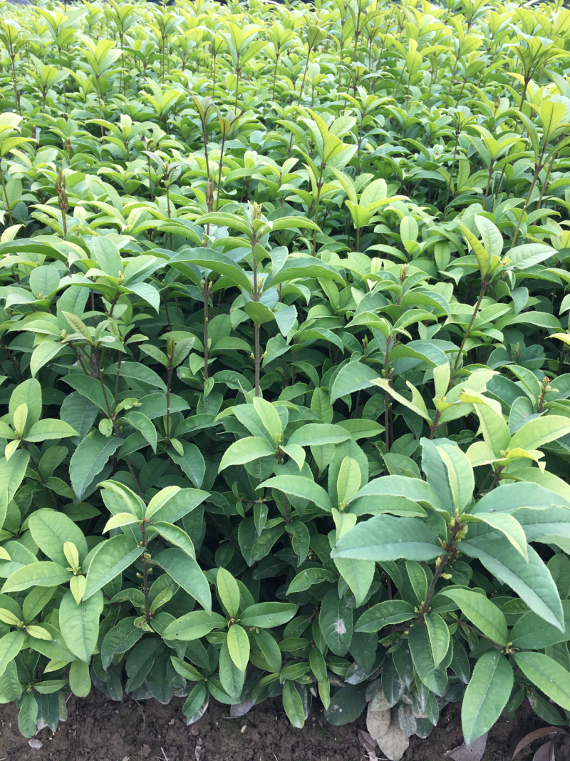 四季桂桂花苗，苗子粗壮，根系发达。