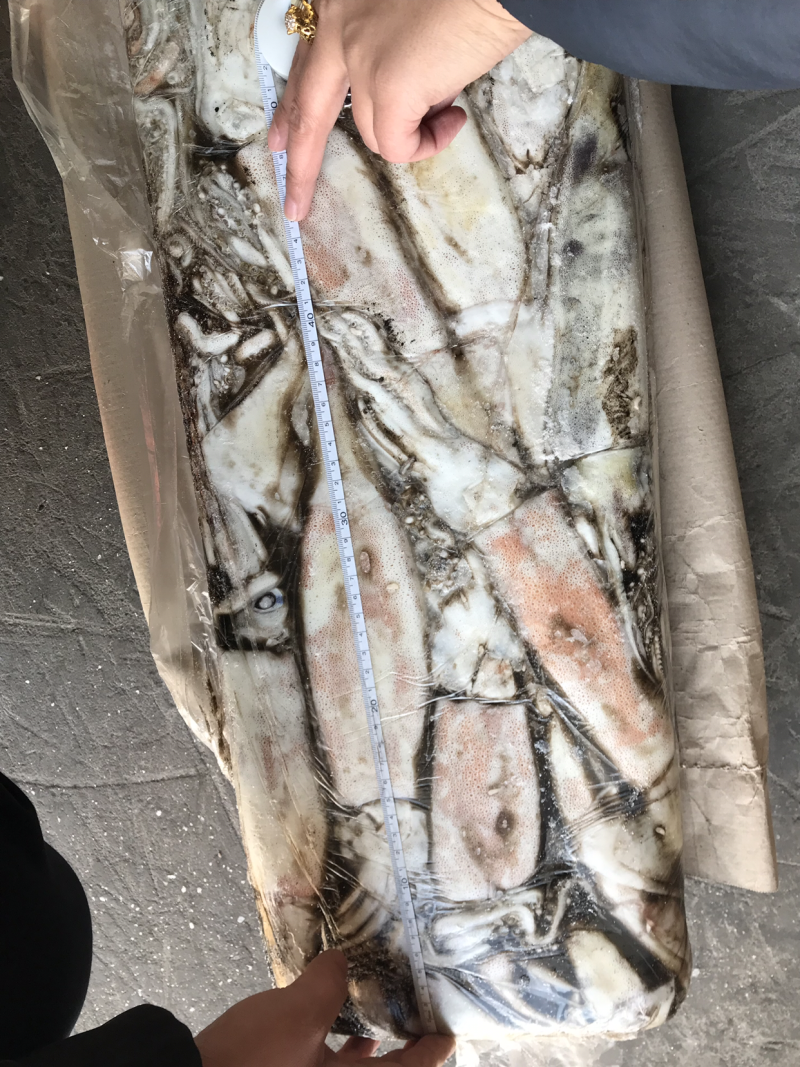 俄罗斯船冻真鱿鱼原条鱿鱼250+以上300+