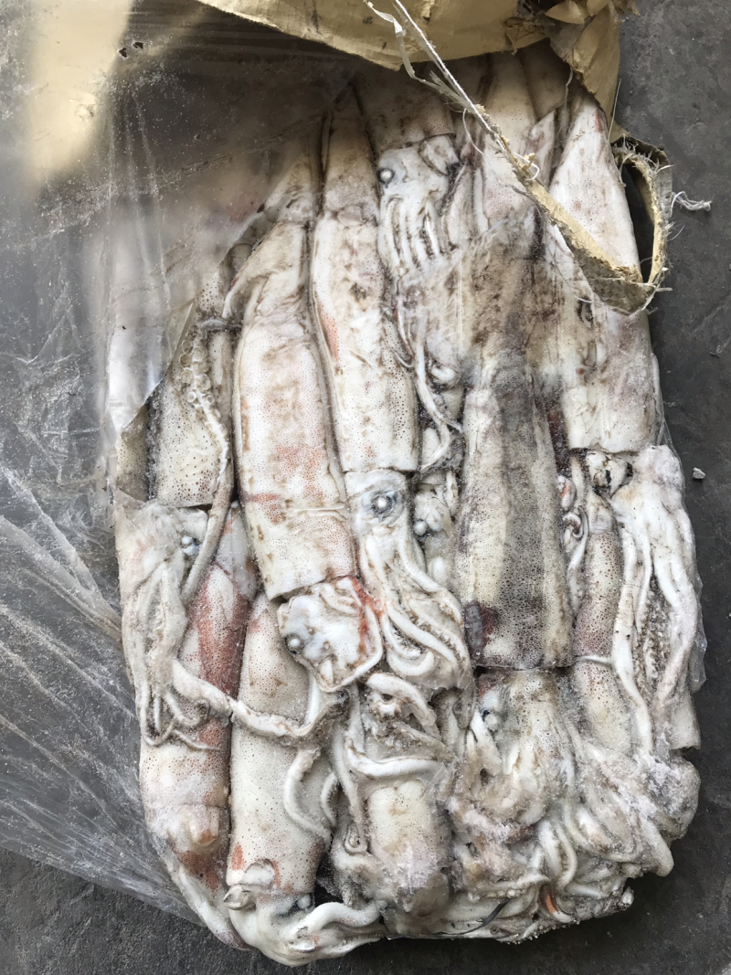 俄罗斯船冻真鱿鱼原条鱿鱼250+以上300+