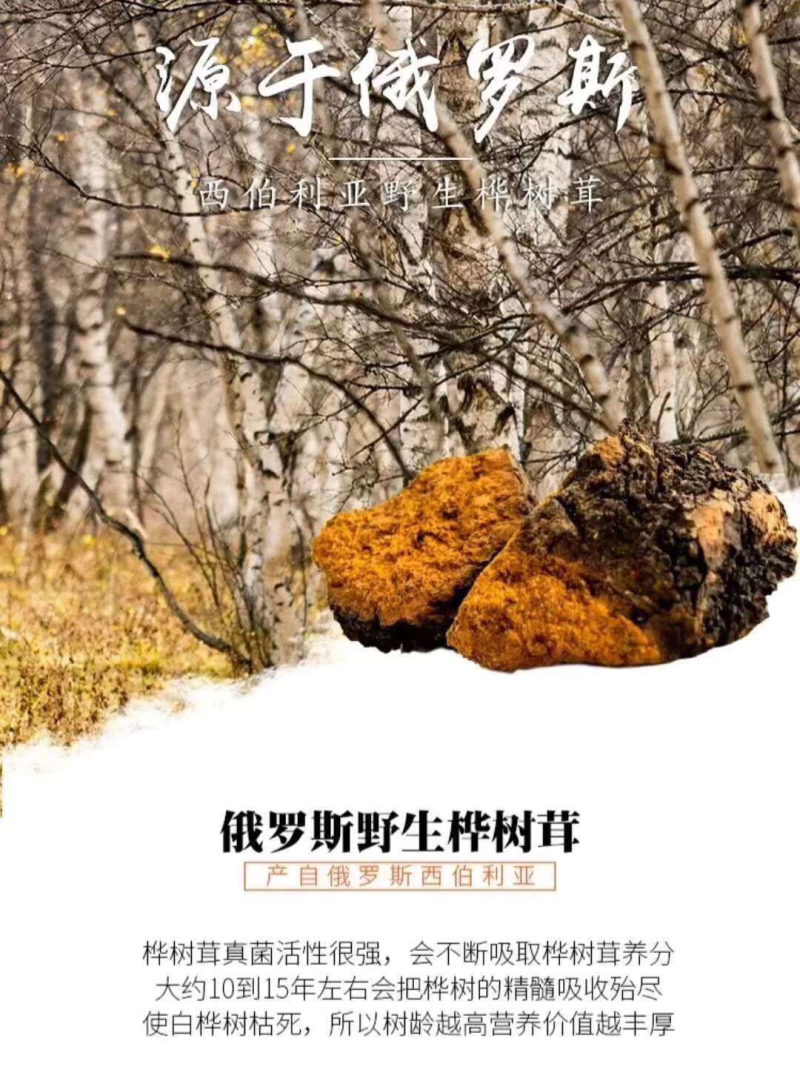 桦树茸