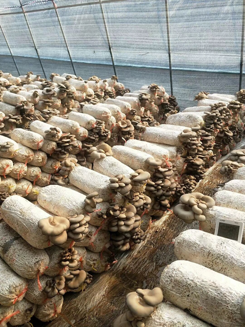 平菇菌棒蘑菇大量出售