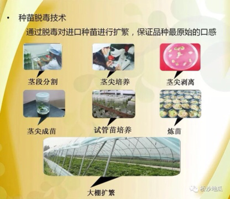 桥头地瓜：精品果10斤装礼盒装产地直销供应