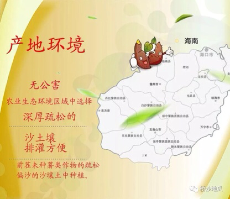 桥头地瓜：精品果10斤装礼盒装产地直销供应