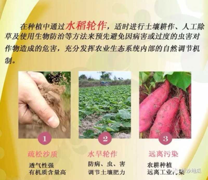 桥头地瓜：精品果10斤装礼盒装产地直销供应