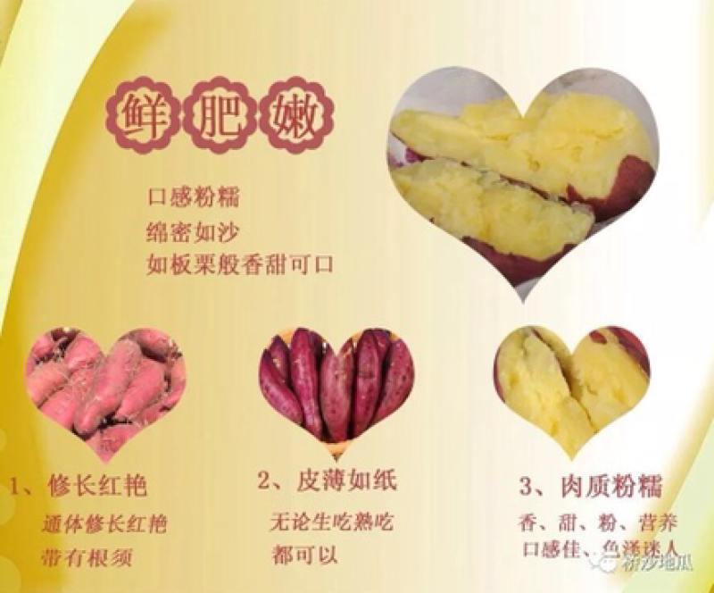 桥头地瓜：精品果10斤装礼盒装产地直销供应