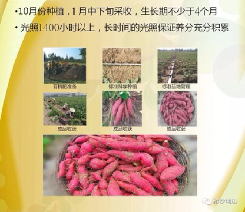 桥头地瓜：精品果10斤装礼盒装产地直销供应
