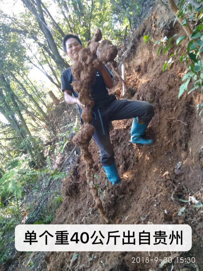 茯苓菌种，优质高产玉米大栽培种茯苓公司包回收