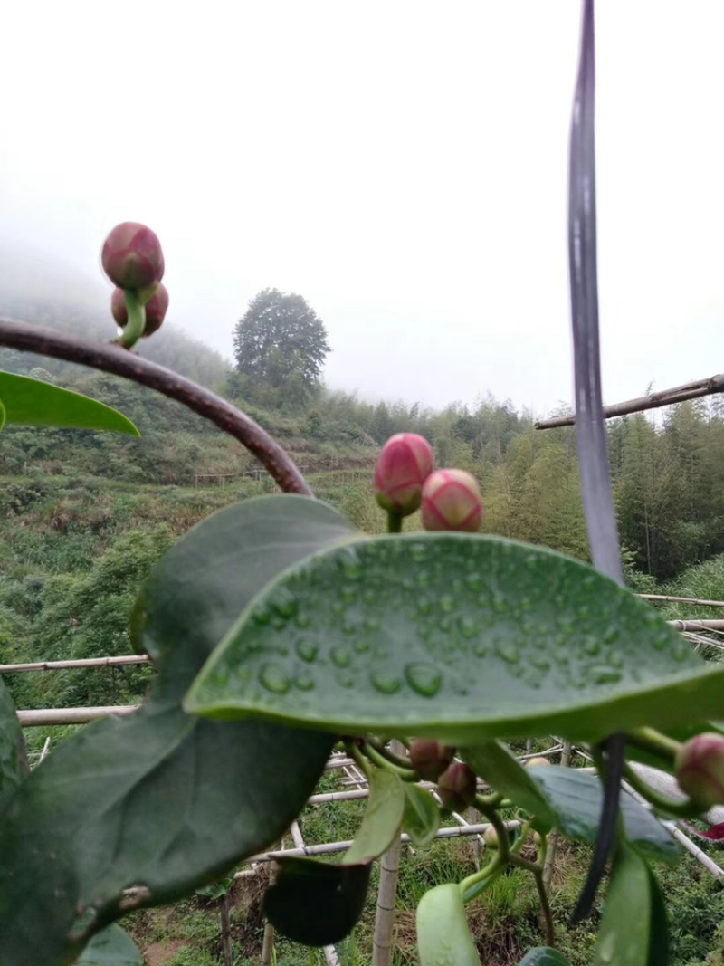 黑老虎