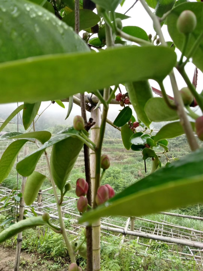 黑老虎