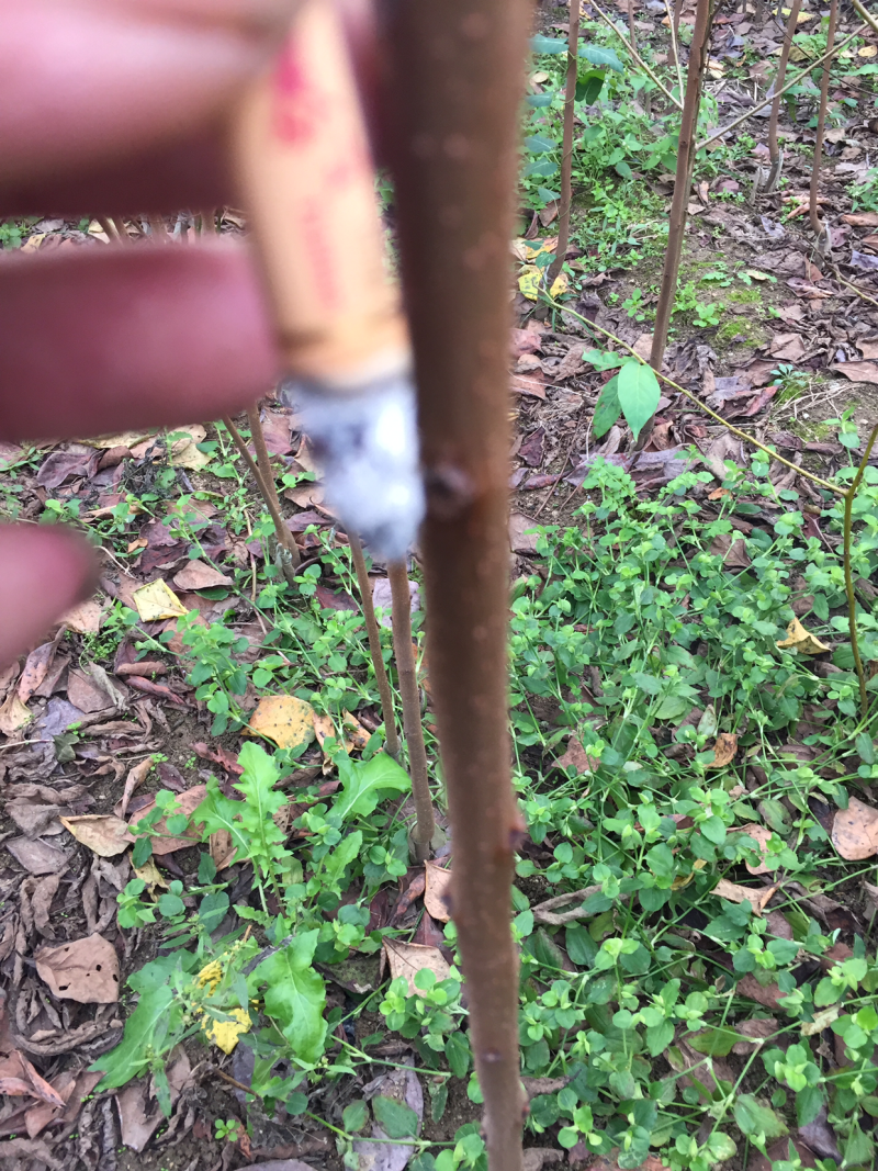 核桃苗8518早实非嫁接核桃苗薄皮纸皮核桃