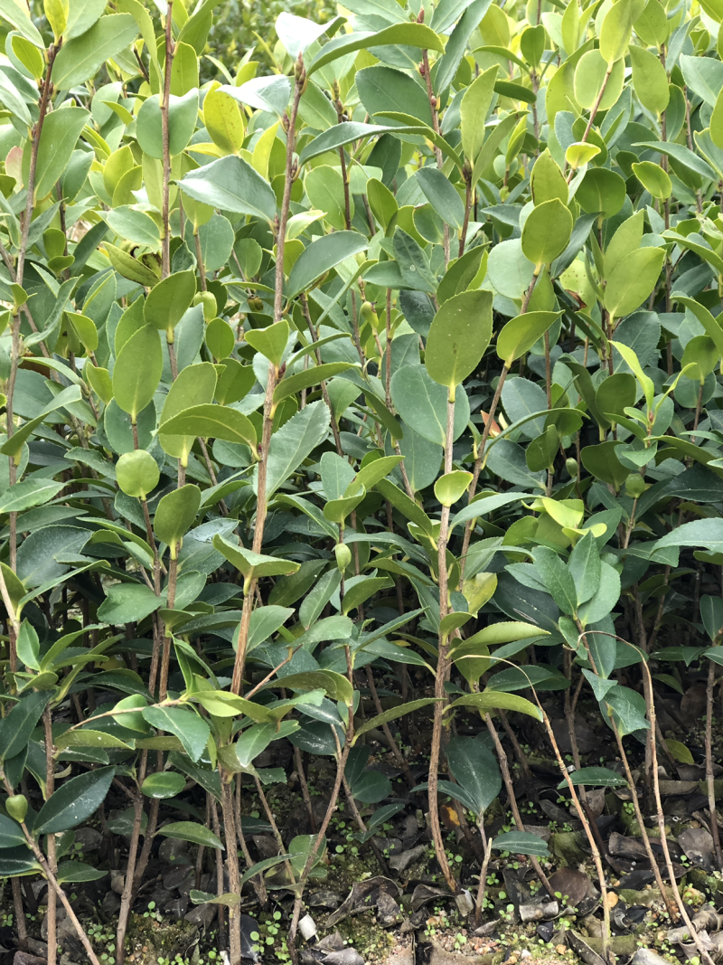 湘林系高产嫁接油茶苗，大量现货供应欢迎订购！