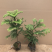 南洋杉盆栽苗常绿室内圣诞树型植物南洋杉树苗南洋松小苗盆景