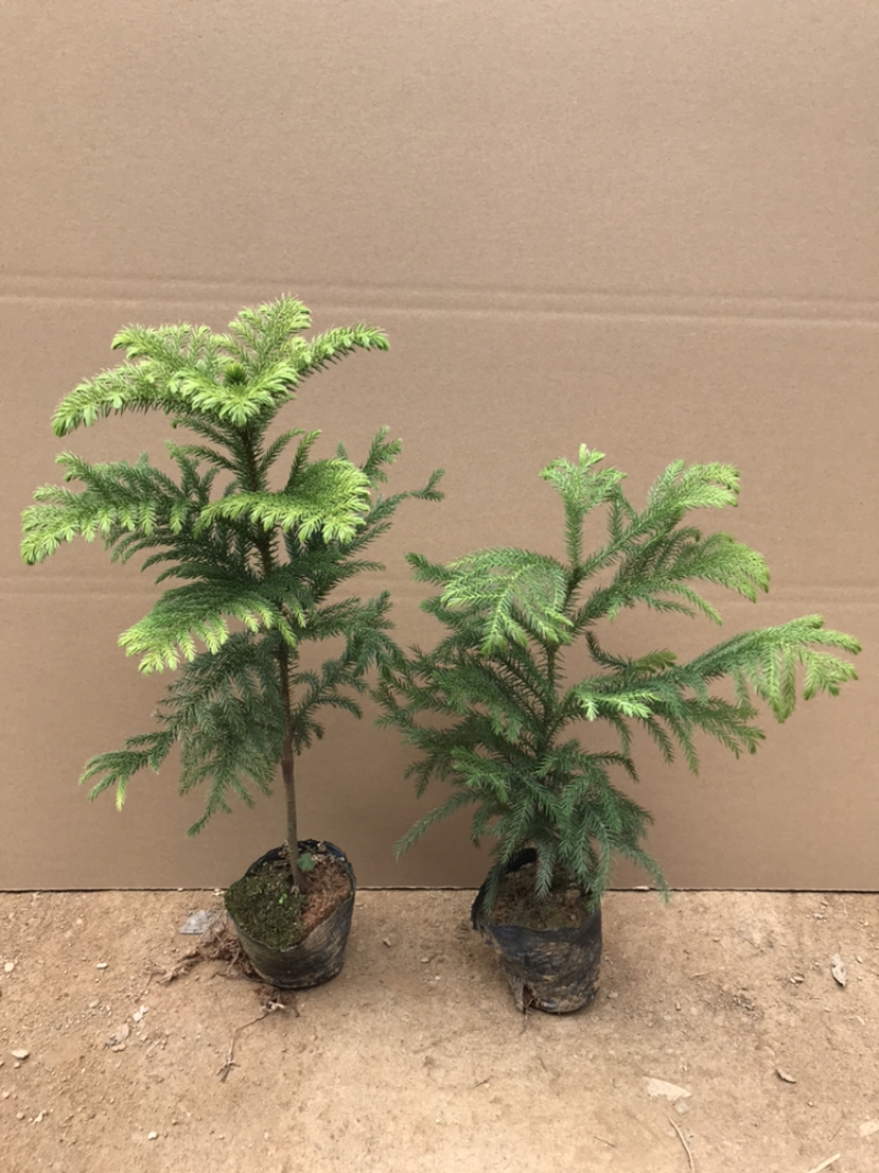 南洋杉盆栽苗常绿室内圣诞树型植物南洋杉树苗南洋松小苗盆景