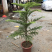 南洋杉盆栽苗常绿室内圣诞树型植物南洋杉树苗南洋松小苗盆景