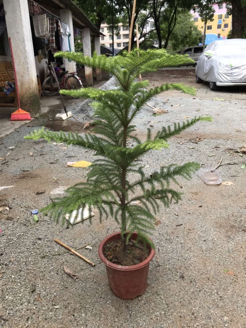 南洋杉盆栽苗常绿室内圣诞树型植物南洋杉树苗南洋松小苗盆景