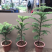 南洋杉盆栽苗常绿室内圣诞树型植物南洋杉树苗南洋松小苗盆景