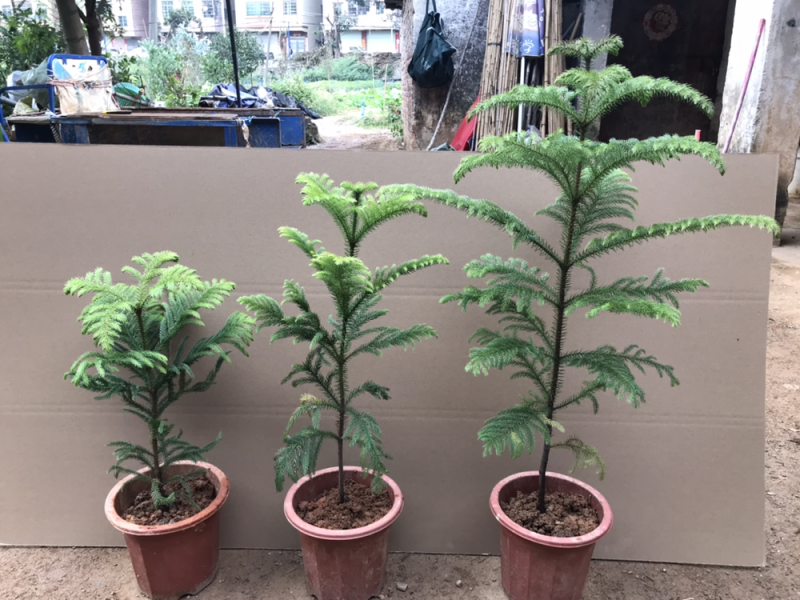 南洋杉盆栽苗常绿室内圣诞树型植物南洋杉树苗南洋松小苗盆景