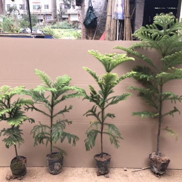 南洋杉盆栽苗常绿室内圣诞树型植物南洋杉树苗南洋松小苗盆景
