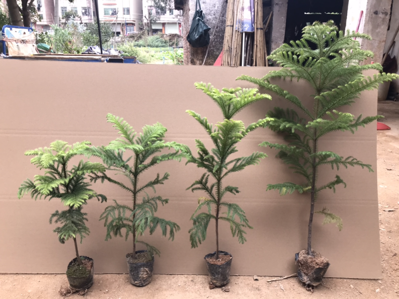 南洋杉盆栽苗常绿室内圣诞树型植物南洋杉树苗南洋松小苗盆景