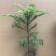 南洋杉盆栽苗常绿室内圣诞树型植物南洋杉树苗南洋松小苗盆景