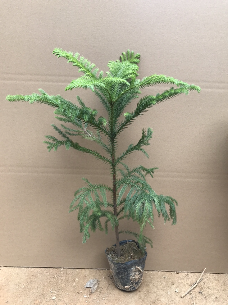 南洋杉盆栽苗常绿室内圣诞树型植物南洋杉树苗南洋松小苗盆景