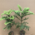南洋杉盆栽苗常绿室内圣诞树型植物南洋杉树苗南洋松小苗盆景