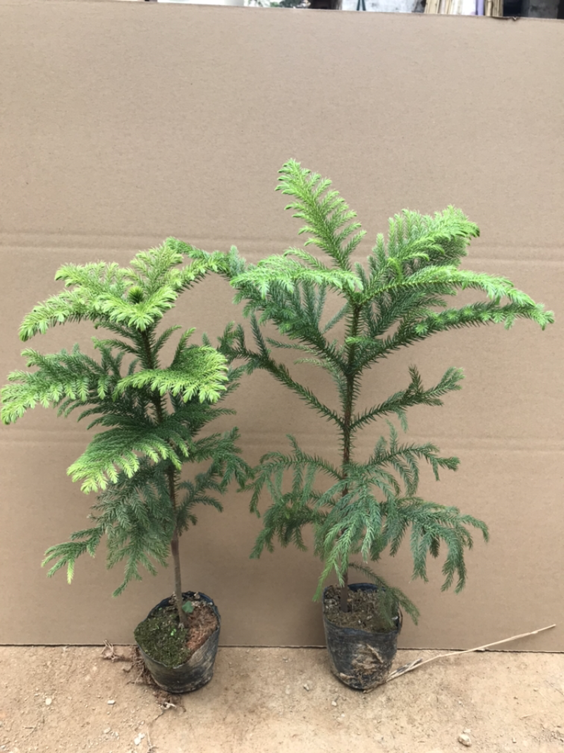 南洋杉盆栽苗常绿室内圣诞树型植物南洋杉树苗南洋松小苗盆景