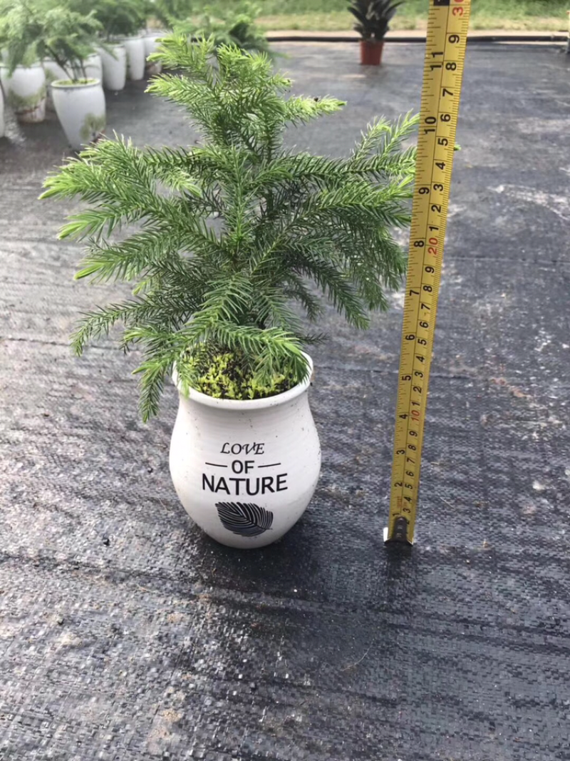 南洋杉盆栽苗常绿室内圣诞树型植物南洋杉树苗南洋松小苗盆景
