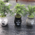 南洋杉盆栽苗常绿室内圣诞树型植物南洋杉树苗南洋松小苗盆景
