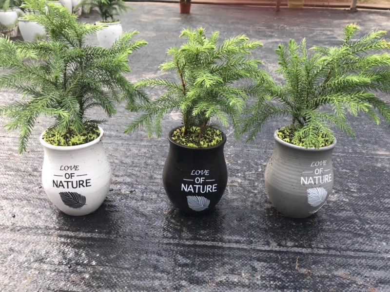 南洋杉盆栽苗常绿室内圣诞树型植物南洋杉树苗南洋松小苗盆景