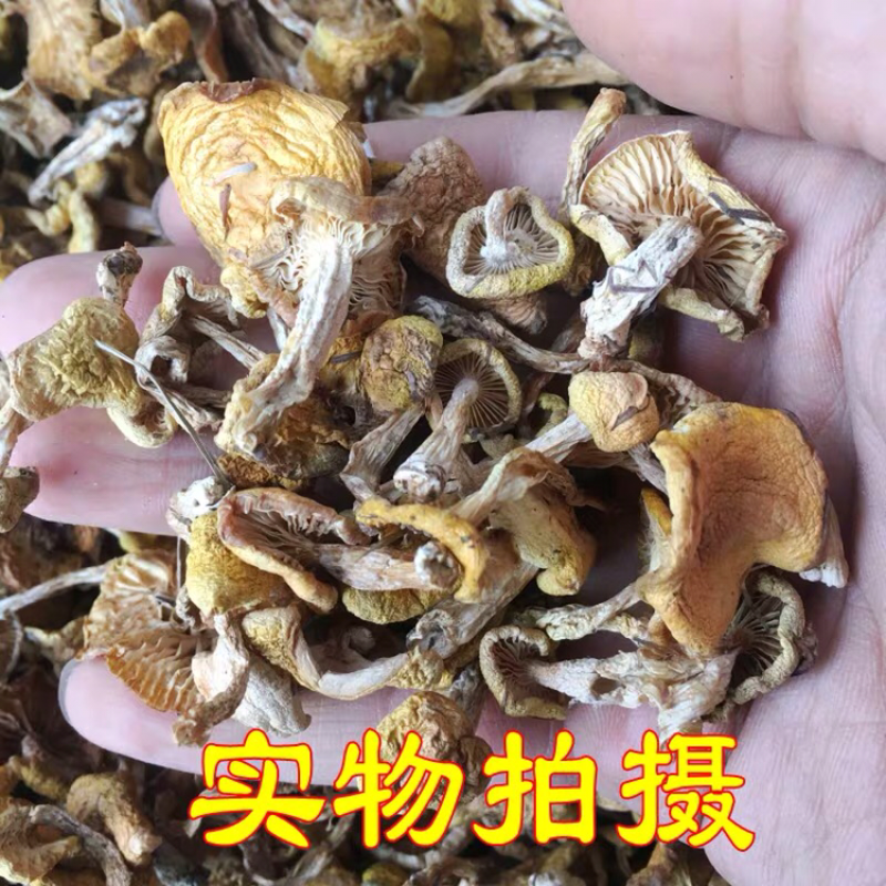 东北吉林野生小黄蘑菇农家晾晒质量好产地