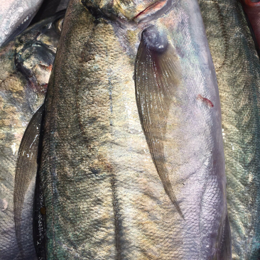 海鲜，大黄尾鱼，深海鱼，批发冰鲜鱼
