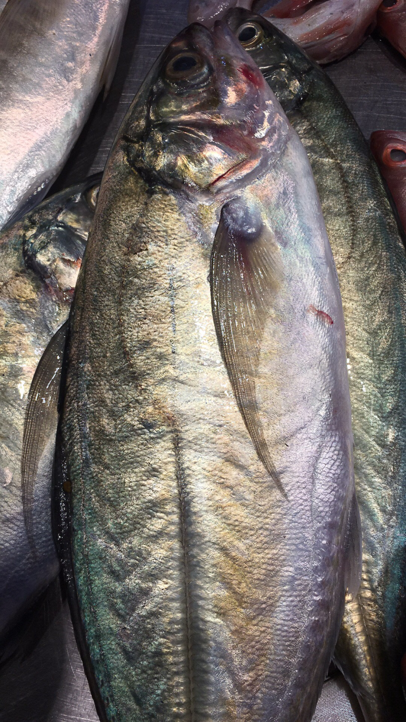 海鲜，大黄尾鱼，深海鱼，批发冰鲜鱼