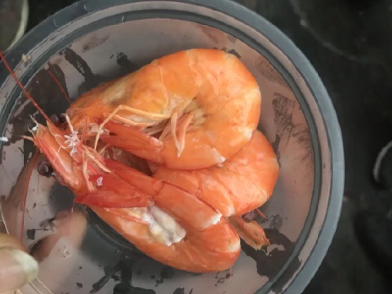 冰鲜虾，深海虾，速冻基伟虾，批发海虾，