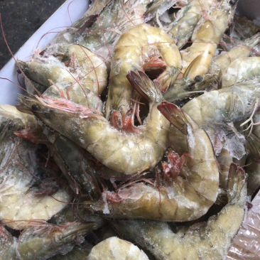冰鲜虾，深海虾，速冻基伟虾，批发海虾，