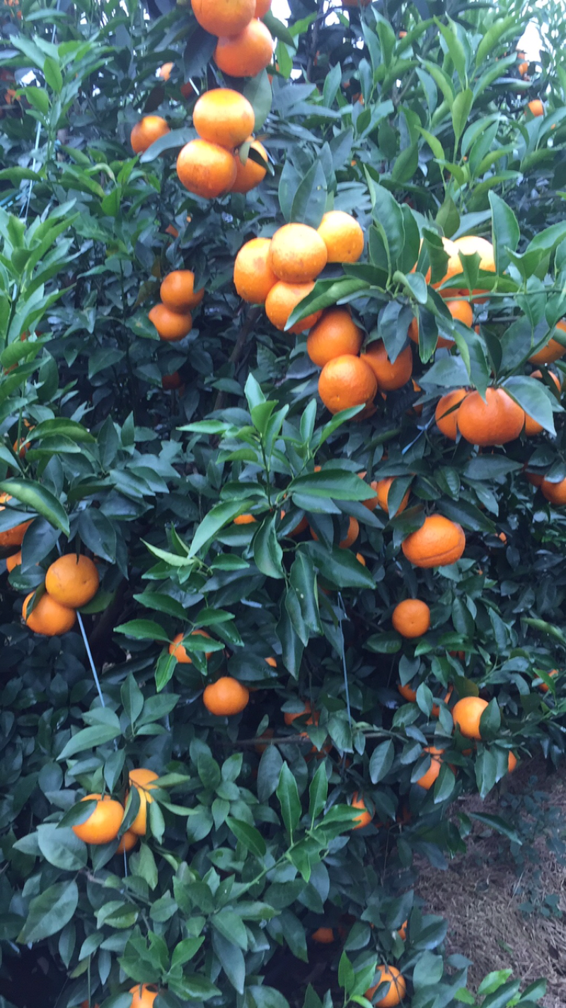 沙糖桔