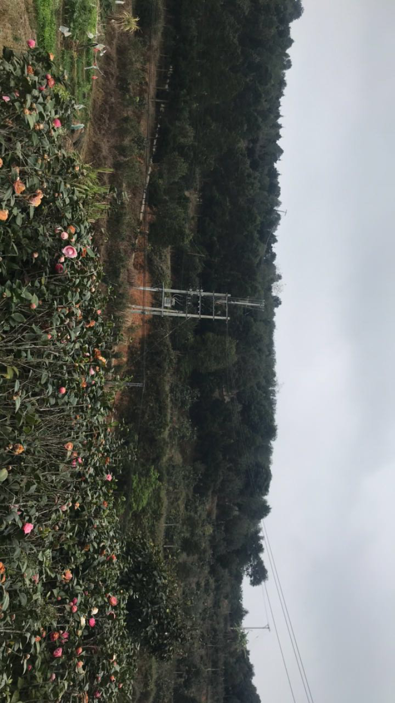 中国茶花